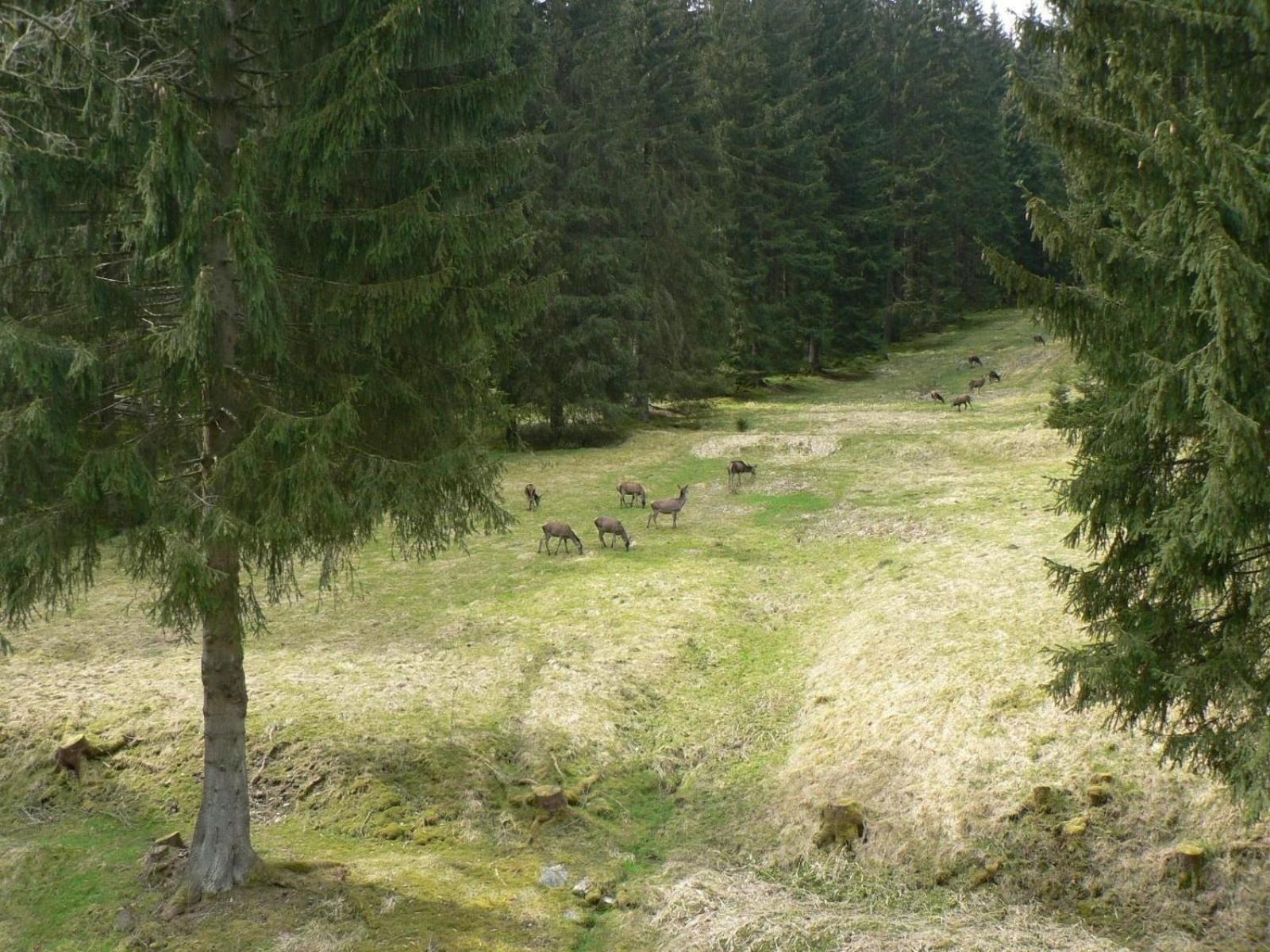 Ferienhaus Fuer 6 Personen Im Thueringer Wald Grossbreitenbach Extérieur photo